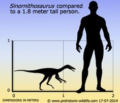 sinornithosaurus fossil